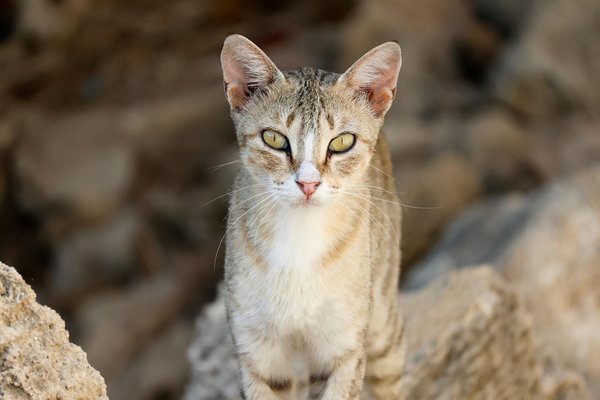 How Can You Ensure Your Pet in the UK is Happy and Healthy?